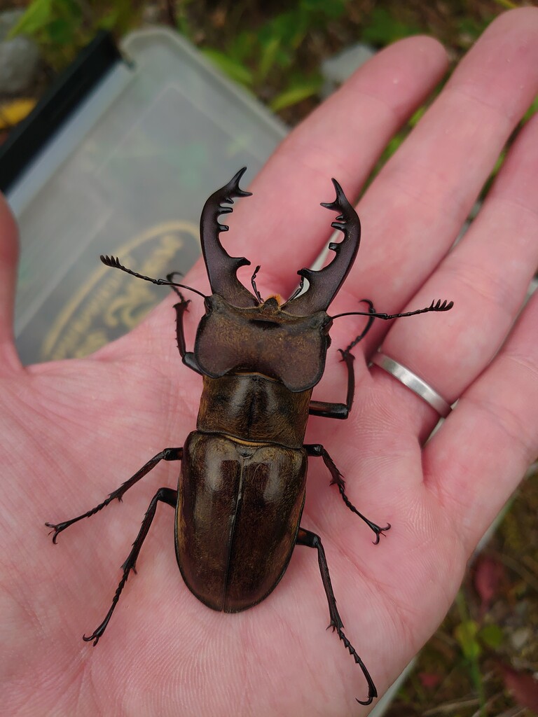 ミヤマクワガタ採集（2026.7/7 ） : NEOの虫採りはいじゃんぷ