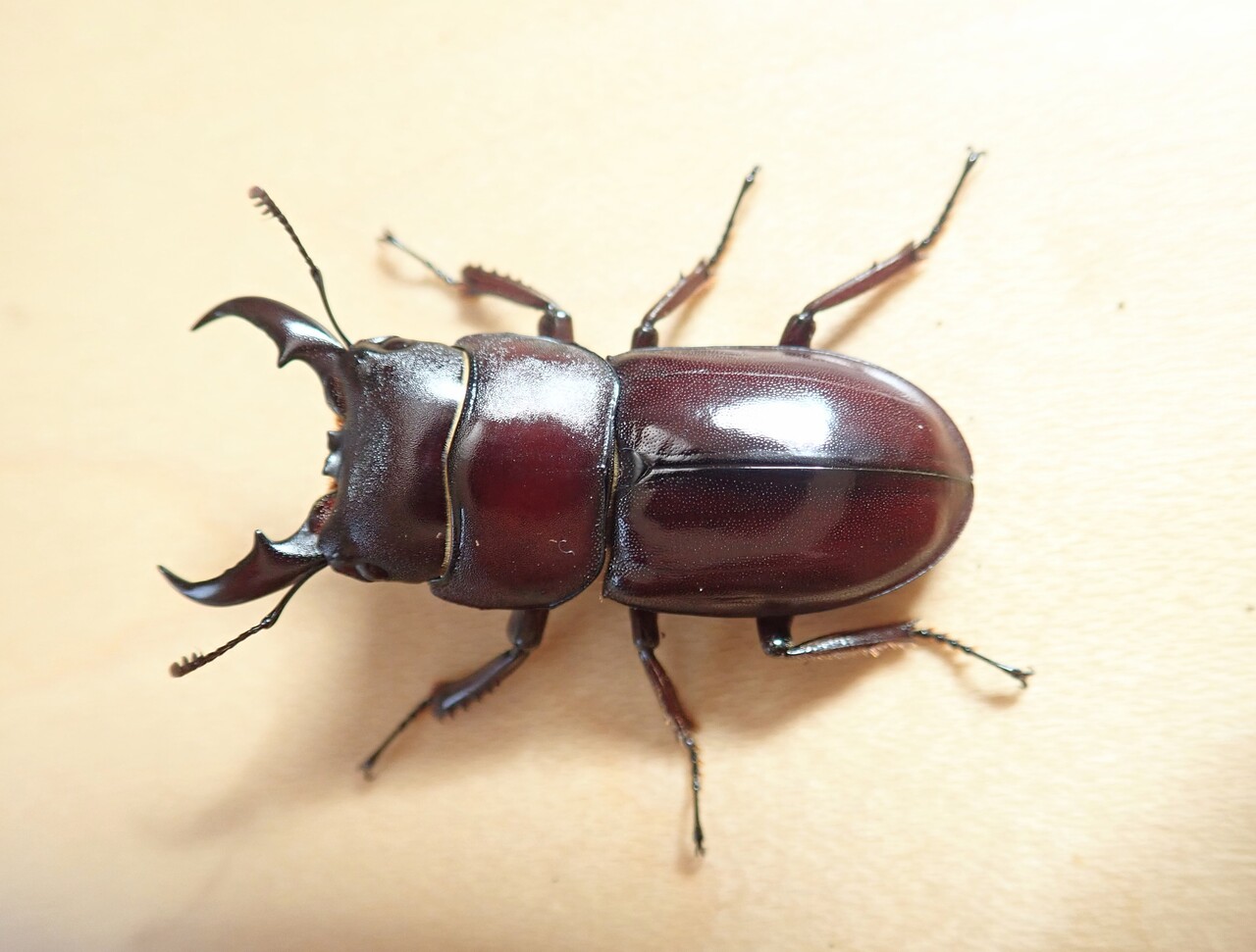 ダイトウヒラタ（WF0）飼育記 : NEOの虫採りはいじゃんぷ