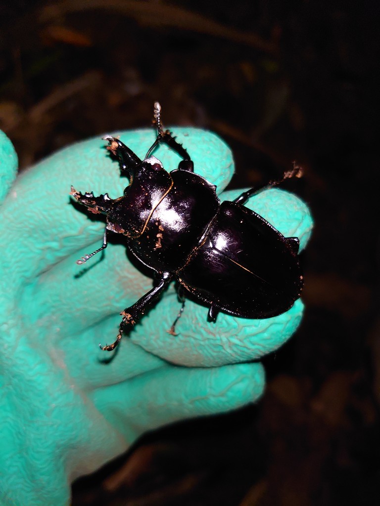 2019 西表島 ヤエヤママルバネ採集記（前編） : NEOの虫採りはいじゃんぷ