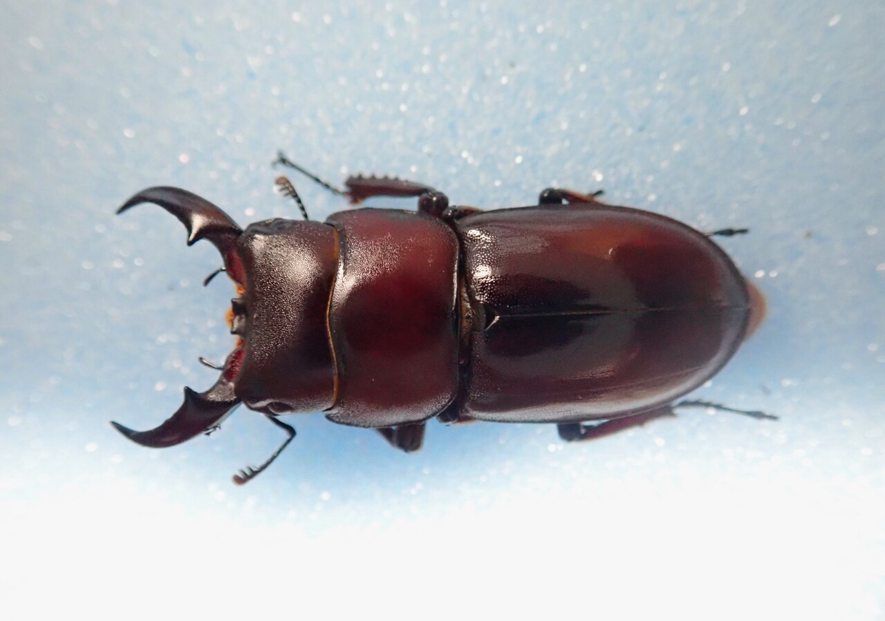 ダイトウヒラタクワガタ 標本 ダイトウヒラタクワガタ ♂33mm 北大東島 - Insect Islands 〜南