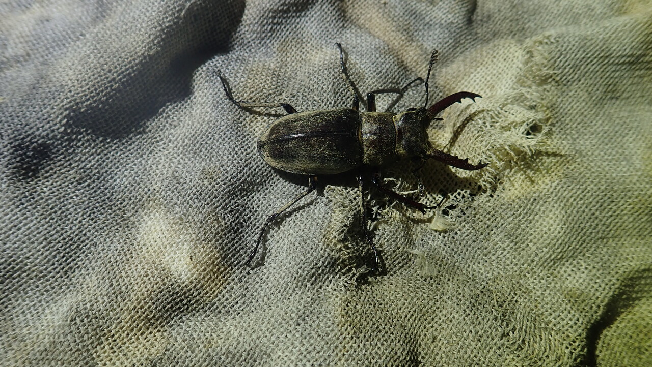 ミヤマクワガタ採集（2025.6/17） : NEOの虫採りはいじゃんぷ