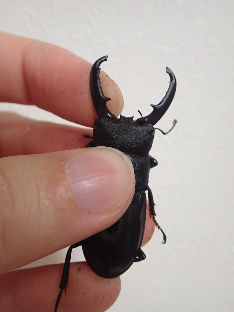 ハチジョウヒラタ（WF3）飼育記 : NEOの虫採りはいじゃんぷ