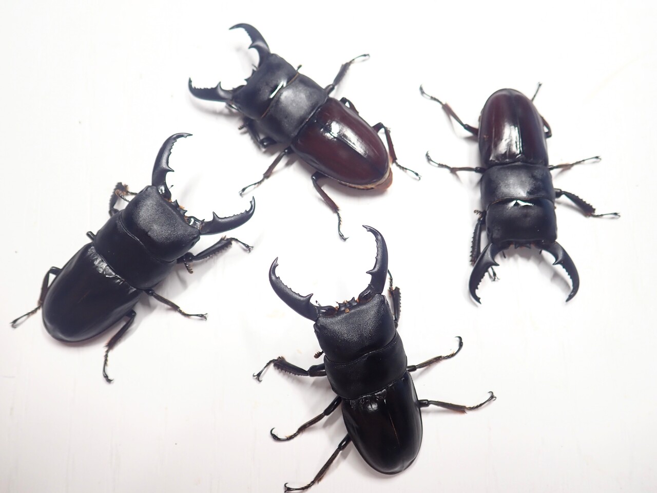 ハチジョウヒラタ（WF2）飼育記 : NEOの虫採りはいじゃんぷ