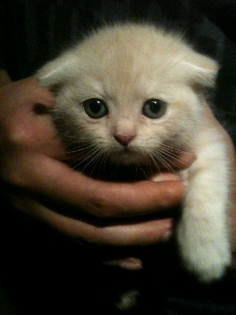 Jyj In New York 夕べのその後 ティゴ レオ 日々是精進