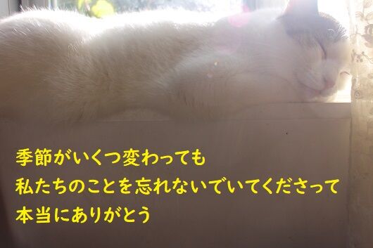 IMG_9944a