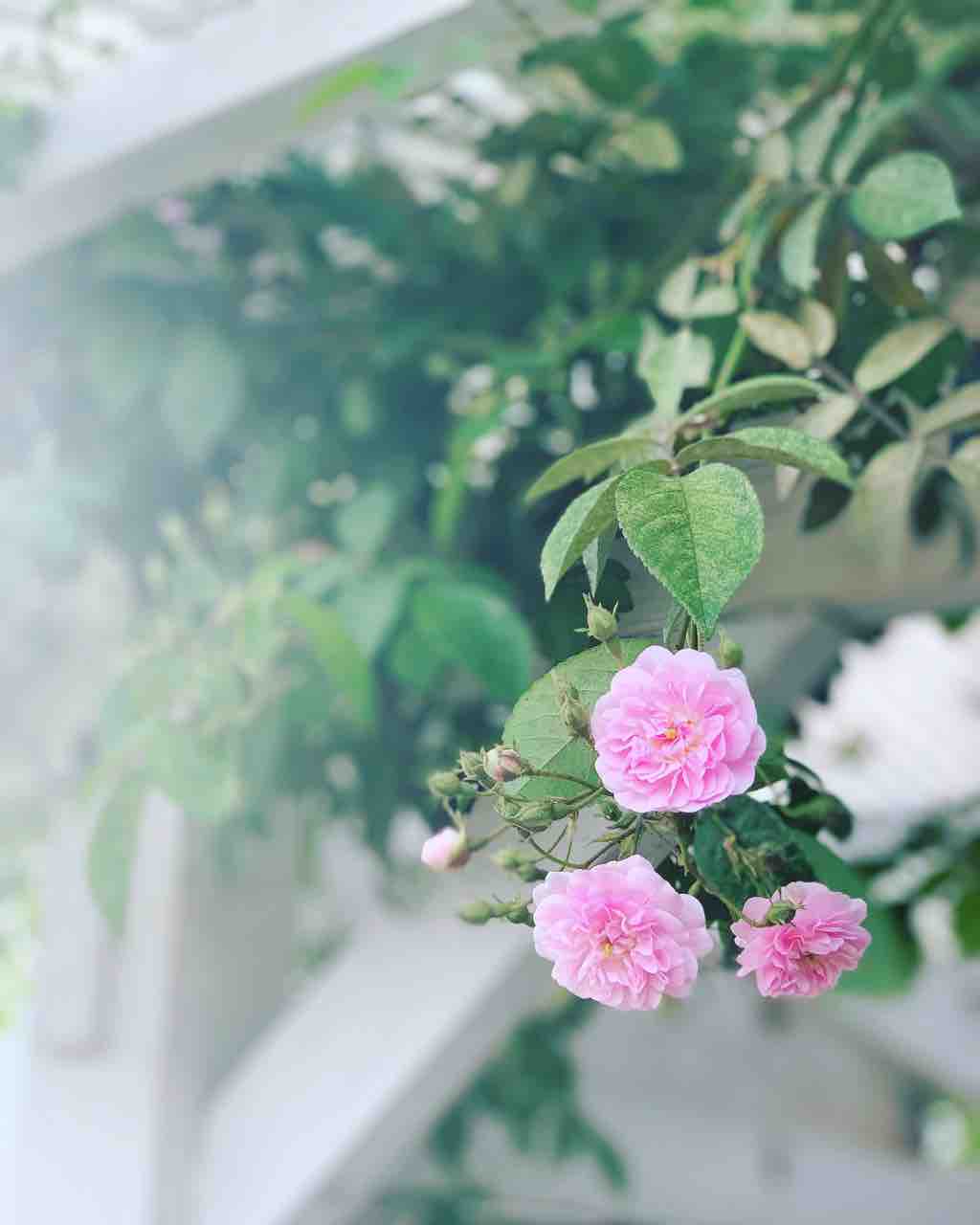 次はピンクの薔薇 Trattoria Laluce News Blog 次はピンクの薔薇 Trattoria Laluce News Blog