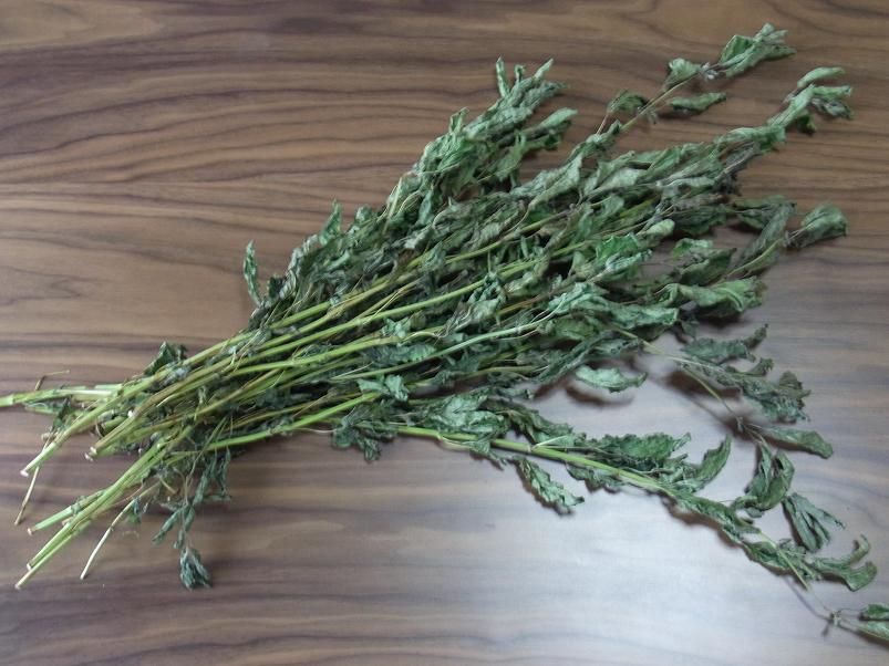 レモンバーム収穫 季節のハーブ花日誌 レモンバーム収穫 季節のハーブ花日誌