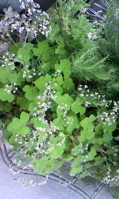 ペパーミントゼラニウム綺麗です 季節のハーブ花日誌