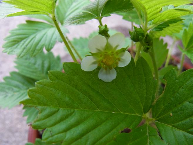 ワイルドストロベリーの葉を食べる可愛い犯人 季節のハーブ花日誌 ワイルドストロベリーの葉を食べる可愛い犯人 季節のハーブ花日誌