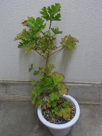 センテッドゼラニウムの剪定と植えかえ 季節のハーブ花日誌 センテッドゼラニウムの剪定と植えかえ 季節のハーブ花日誌