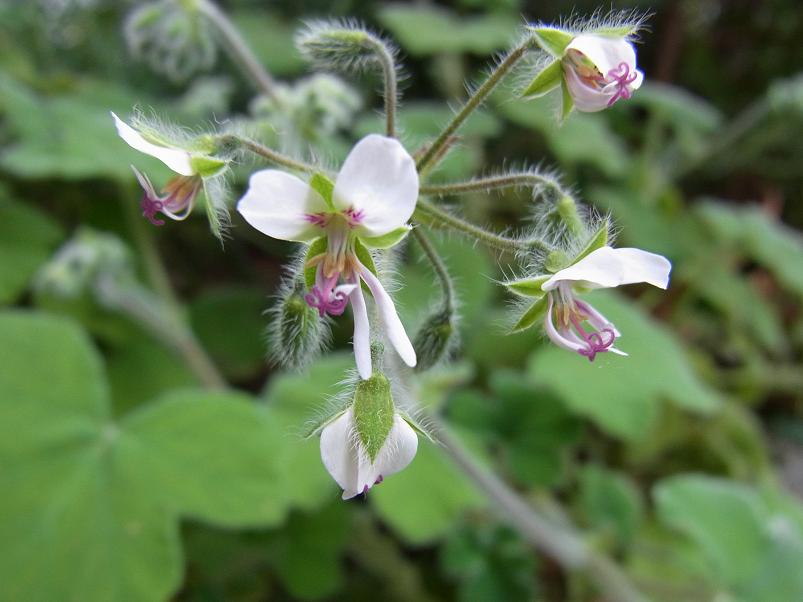 おすすめのセンテッドゼラニウム１０種 季節のハーブ花日誌