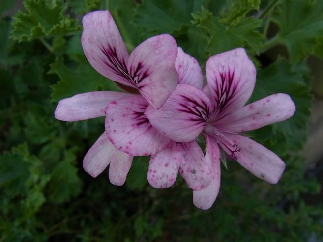 ライムゼラニウムの花 季節のハーブ花日誌 ライムゼラニウムの花 季節のハーブ花日誌