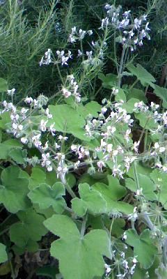 ペパーミントゼラニウム綺麗です 季節のハーブ花日誌