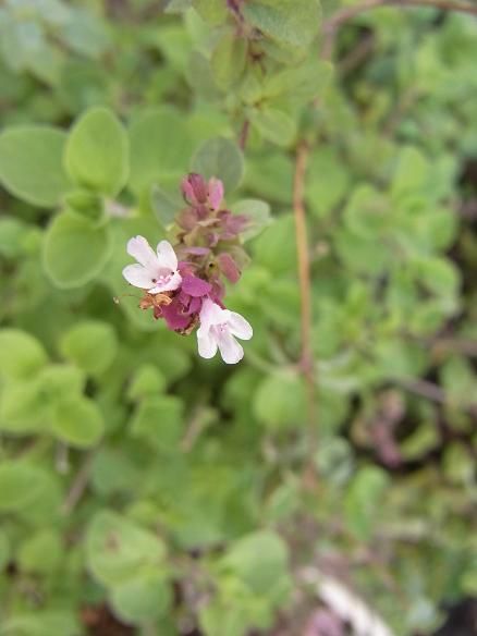 オレガノの品種 季節のハーブ花日誌