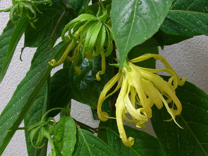 雨に打たれイランイラン 季節のハーブ花日誌