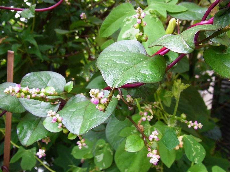 つるむらさき 季節のハーブ花日誌 つるむらさき 季節のハーブ花日誌