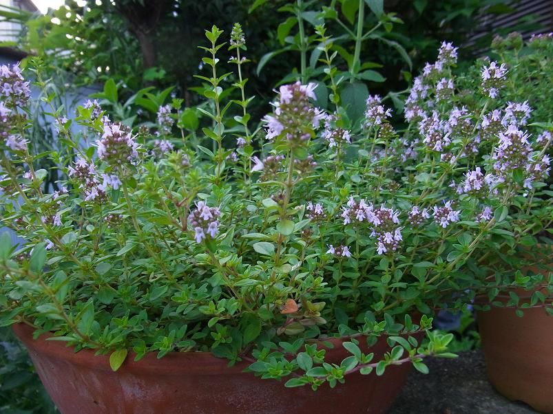 クリーピングタイムの花 季節のハーブ花日誌