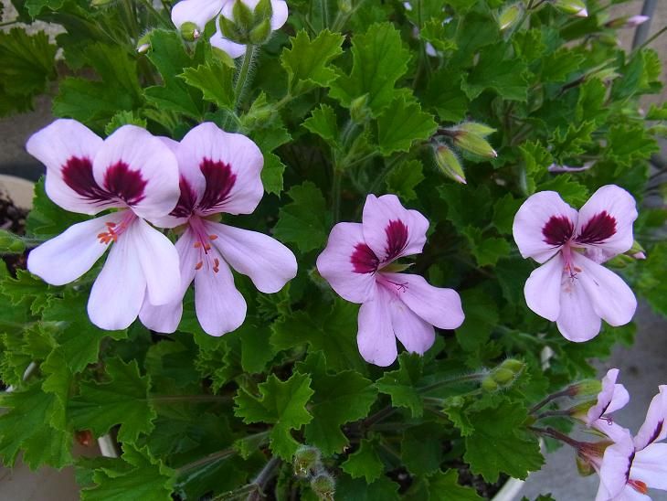 オレンジゼラニウムの花 季節のハーブ花日誌 オレンジゼラニウムの花 季節のハーブ花日誌
