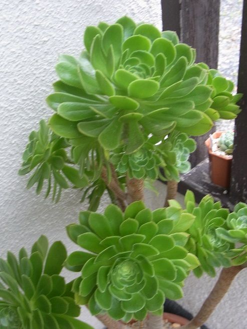 アエオニウムにハマってます 季節のハーブ花日誌