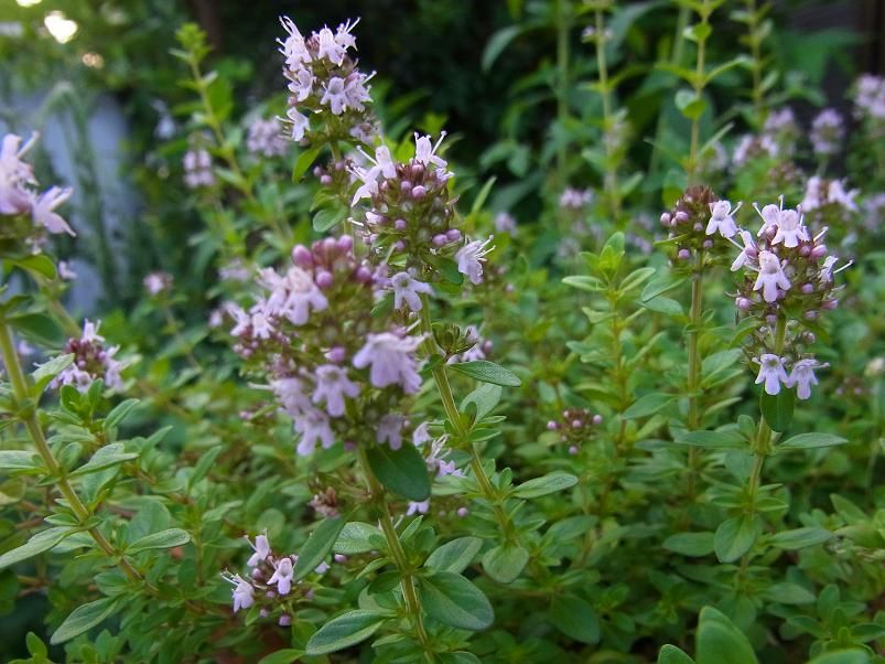 クリーピングタイムの花 季節のハーブ花日誌