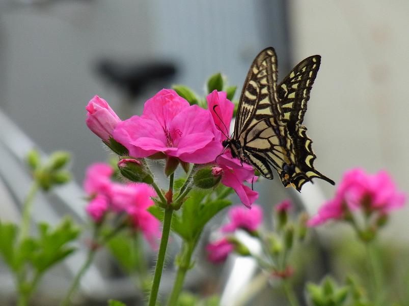 季節のハーブ花日誌                ほの花