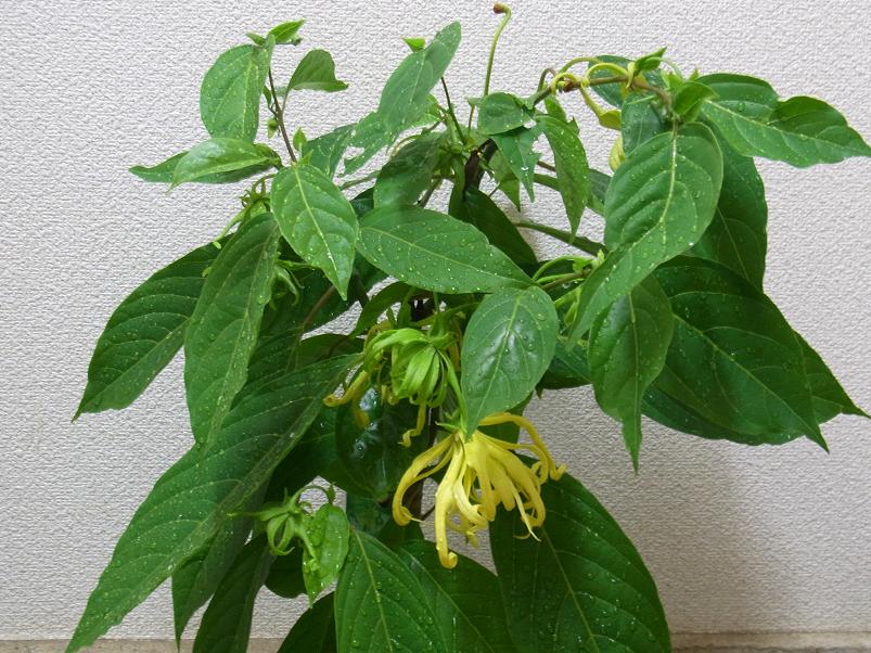雨に打たれイランイラン 季節のハーブ花日誌 雨に打たれイランイラン 季節のハーブ花日誌