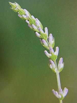 ラベンダーの育て方 季節のハーブ花日誌 ラベンダーの育て方 季節のハーブ花日誌