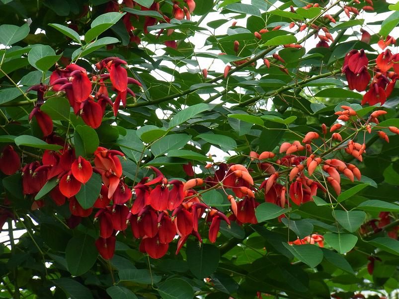 季節のハーブ花日誌                ほの花