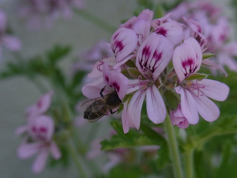 ミツバチが好むセンテッドゼラニウムの品種 季節のハーブ花日誌