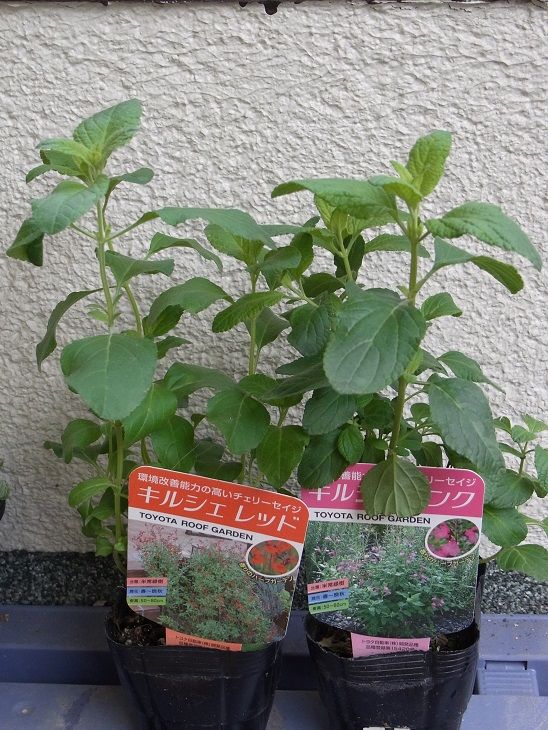 チェリーセージ キルシェレッド ピンク 季節のハーブ花日誌 チェリーセージ キルシェレッド ピンク 季節のハーブ花日誌