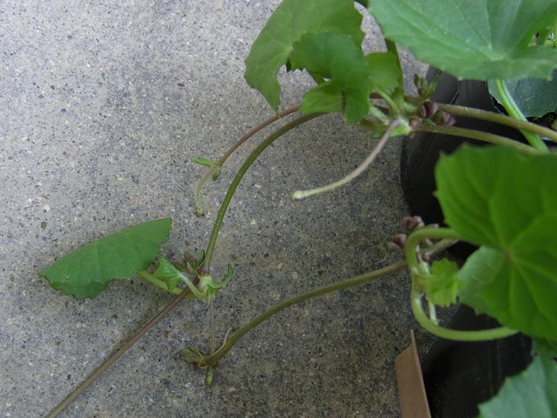 季節のハーブ花日誌                ほの花