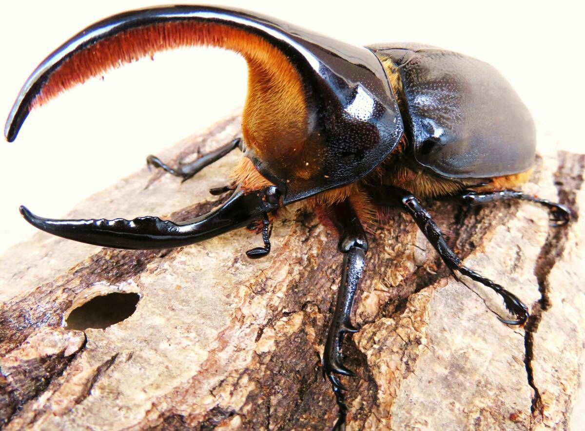 『Y's』　insect　Collection





カテゴリ：
サタンオオカブト

サタン孵化率いいです。サタンのブリード状況サタンオオカブト  孵化サタンオオカブト  即ブリ ♀即ブリ   サタンオオカブト                lamprimalamprima