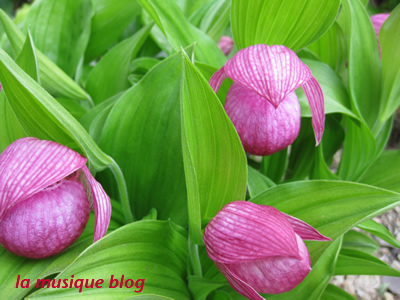 今年の敦盛草です Information Revue