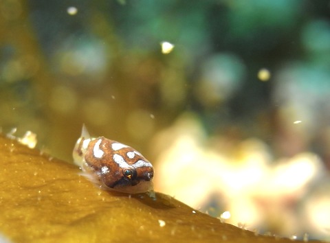 43AD6BEF-D847-4540-A400-9F14FD7C6B69_0