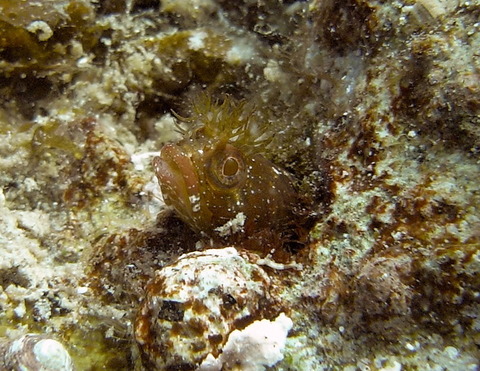M0014162