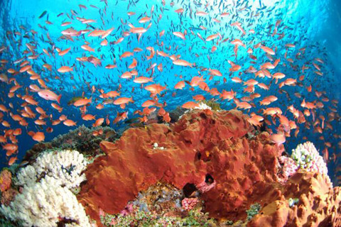 anilao06