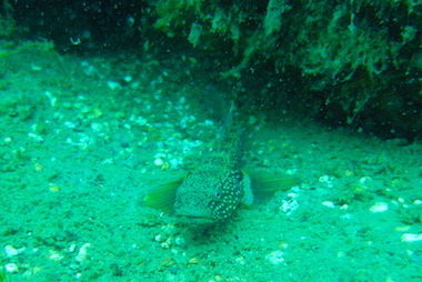 M0014109 2