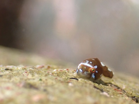 9E90178D-D975-4BEE-A0ED-901EEF28AC60