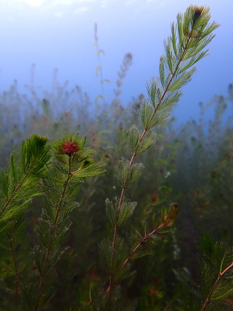 P7200061