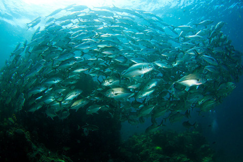 anilao02