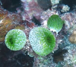 47c7e0bf2b47d203373ec7b1f1a230cc1-784x588