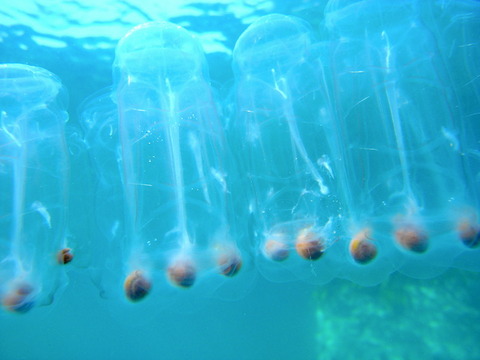 M0014151