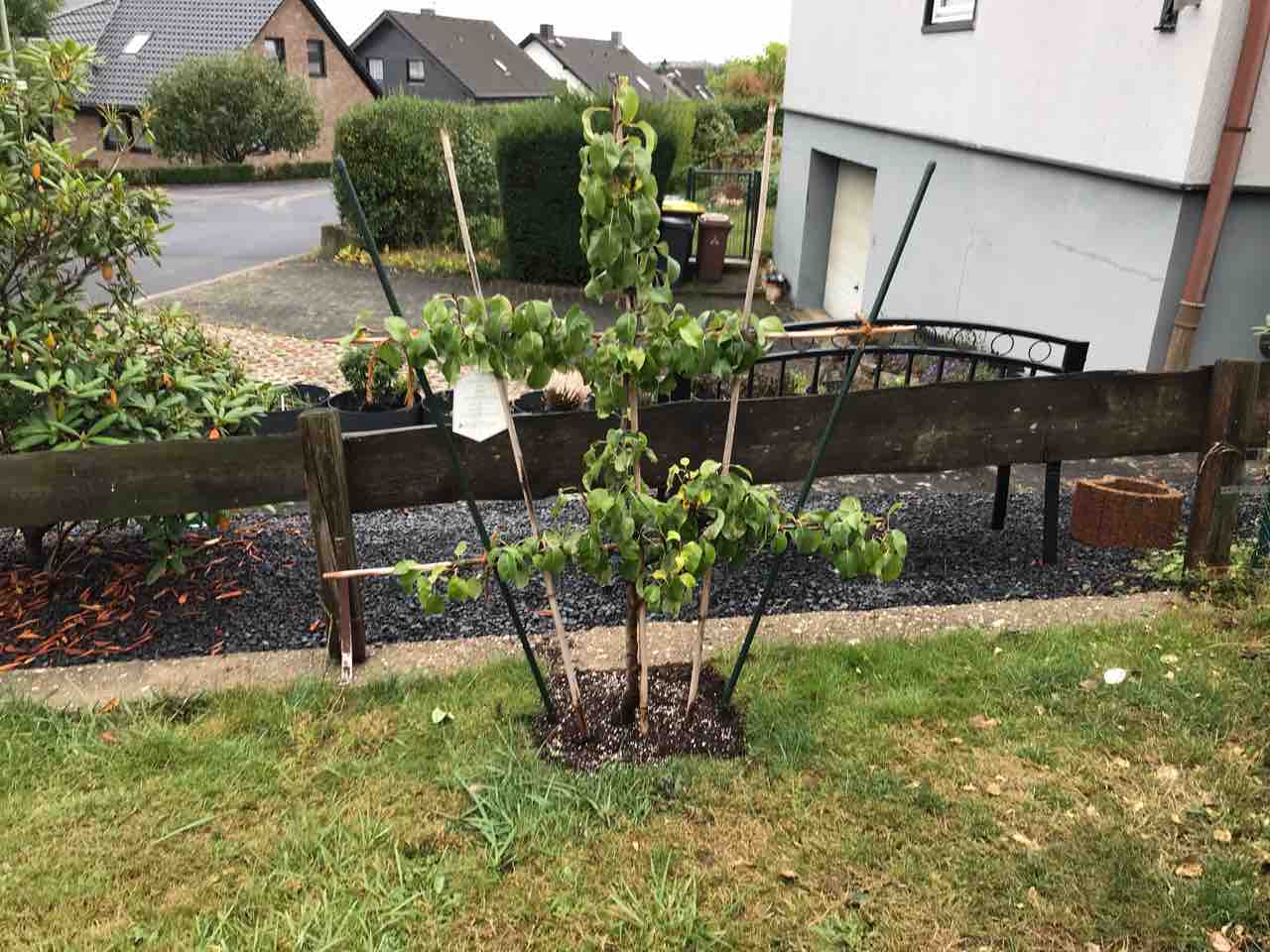 垣根のように平たく育てる洋梨の木を植えました ドイツで田舎生活 築40年の家をなるべく自分たちでリフォーム