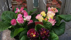 [����:00b2d58c-s.jpg]