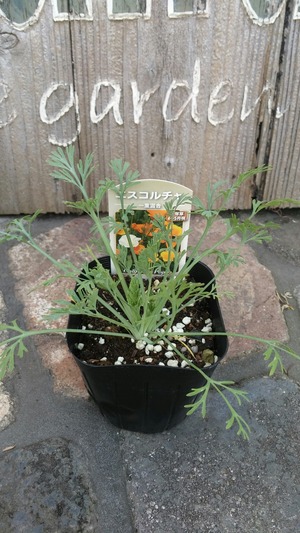 [����:036b78e5-s.jpg]