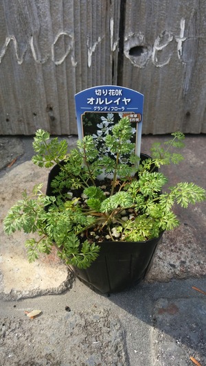 [����:0ddedd18-s.jpg]