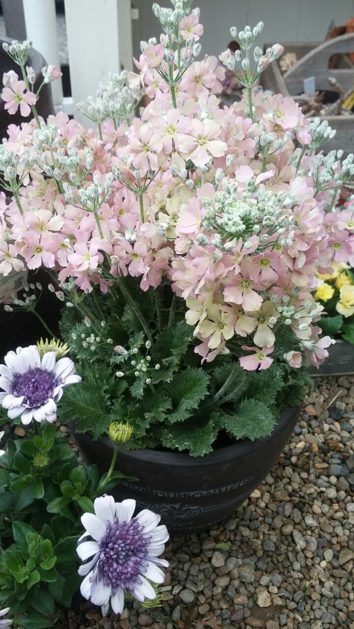 ウィンティーとオステオスペルマム Shop 花便り