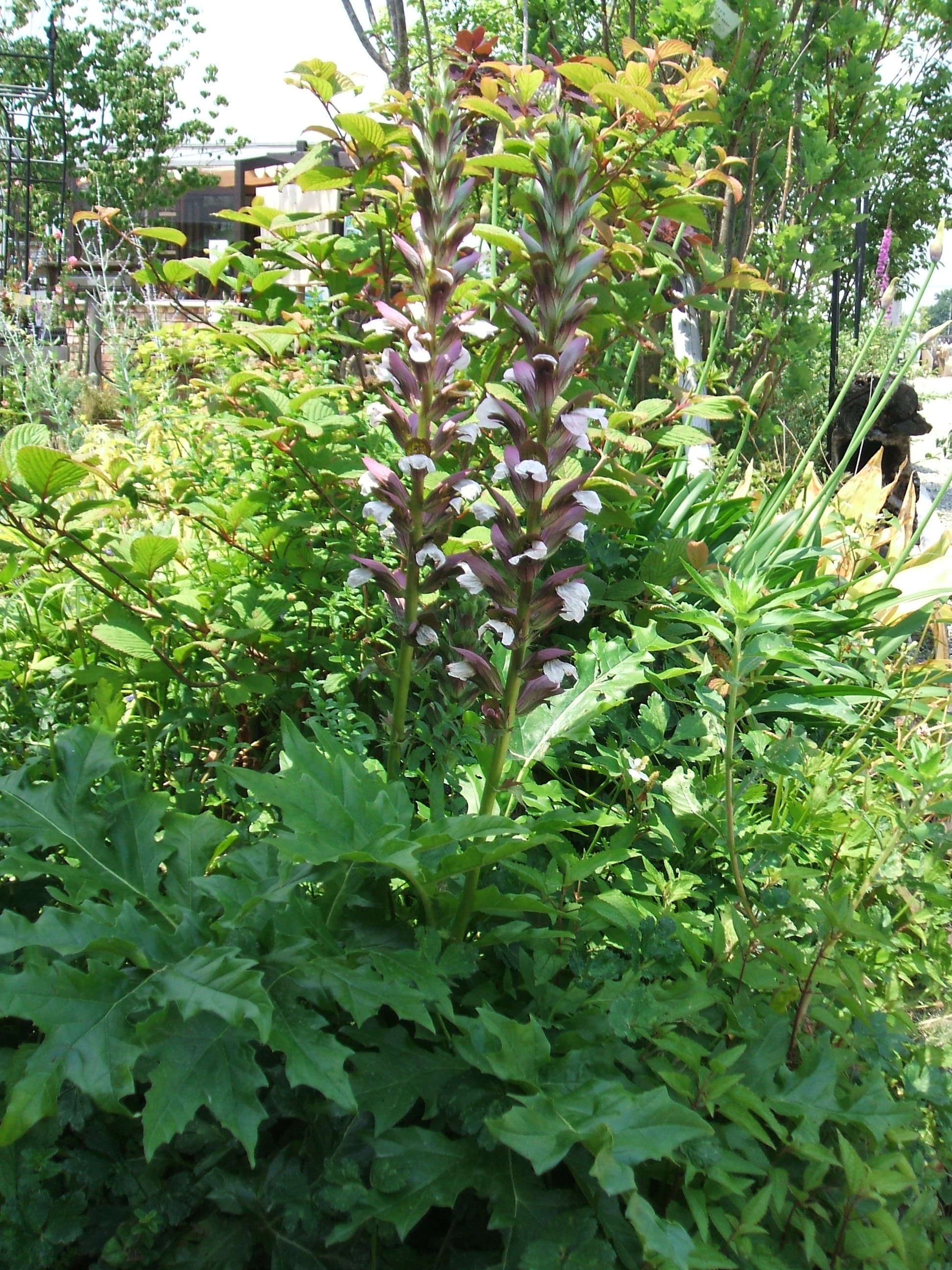 新しいコレクション アカンサス 意味 アカンサス 意味 建築 Akupatwall