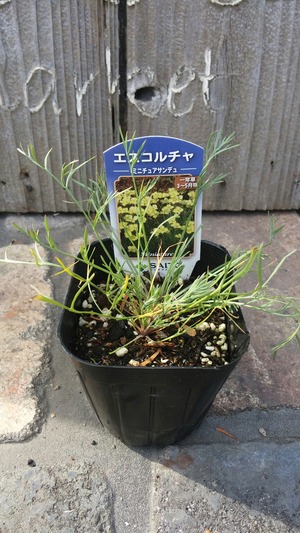 [����:40ba5705-s.jpg]