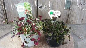 [����:59ac6afd-s.jpg]